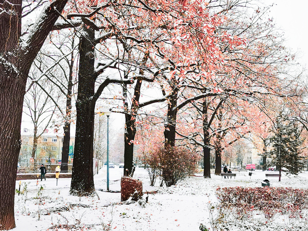 Park in Wroclaw in winter